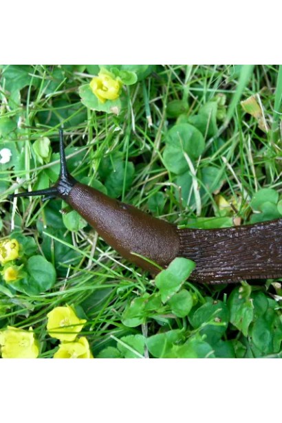 СлизнеСТОП